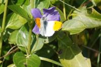 Anthocharis cardamines