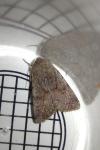 Orthosia incerta