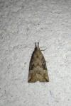 Hypena rostralis