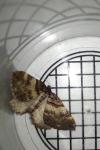 Earophila badiata