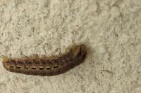 Noctua pronuba
