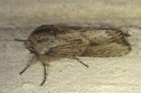 Egira conspicillaris