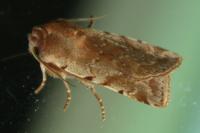 Cerastis rubricosa