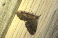 Triphosa dubitata