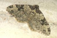 Xanthorhoe fluctuata