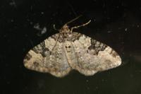 Xanthorhoe fluctuata