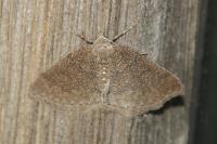 Aleucis distinctata