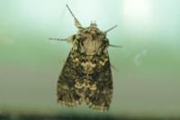 Polyploca ridens