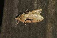 Semioscopis steinkellneriana