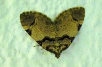 Anticlea derivata