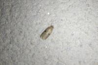 Agonopterix propinquella