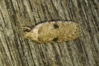 Agonopterix propinquella