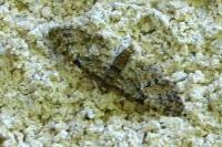 Eupithecia dodoneata