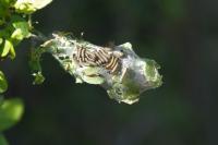 Malacosoma neustria