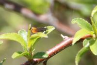 Pammene rhediella