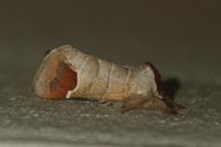 Clostera curtula