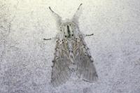 Cerura vinula