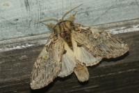 Peridea anceps