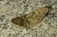 Eupithecia