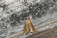 Nematopogon adansoniella