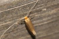 Nematopogon adansoniella