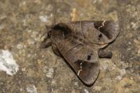 Clostera anachoreta