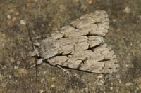 Acronicta sp (psi/tridens)