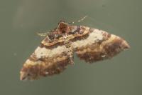 Earophila badiata