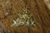 Chloroclysta siterata