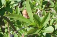 Cacoecimorpha pronubana