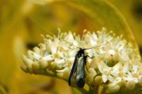 Adela reaumurella