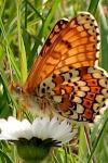 Melitaea cinxia