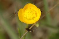 Micropterix calthella