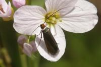 Cauchas rufimitrella