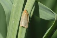 Clepsis unicolorana
