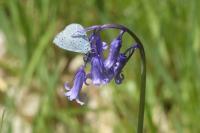 Celastrina argiolus