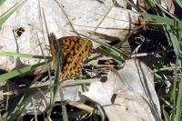 Boloria dia