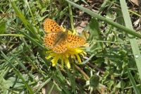 Boloria euphrosyne