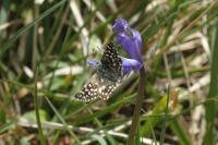 Pyrgus malvae