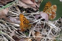 Boloria euphrosyne