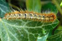 Lasiocampa quercus