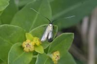 Adela reaumurella