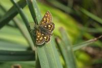 Carterocephalus palaemon