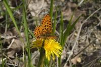 Boloria euphrosyne
