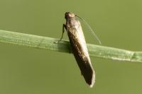 Glyphipterix fuscoviridella