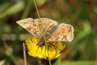 Erynnis tages