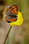 Lycaena phlaeas