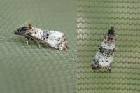 Hysterophora maculosana