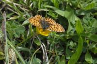 Boloria dia