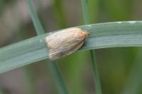 Clepsis unicolorana